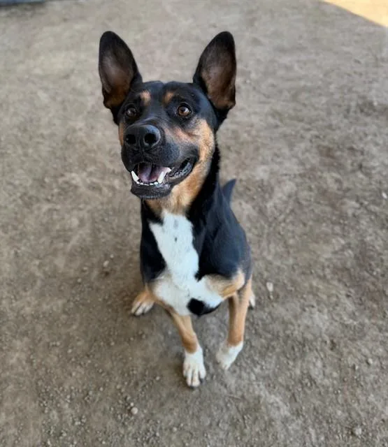 An adult large-sized male Shepherd dog named Alex for adoption in Riverside, CA