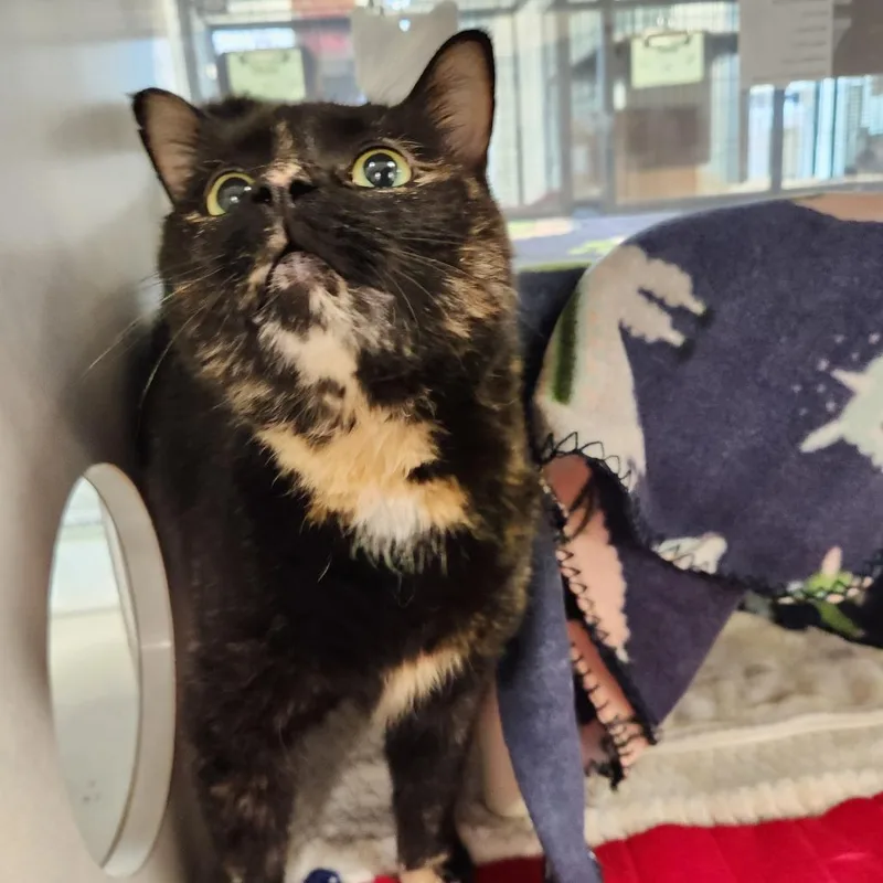 Sarafina thumbnail 2