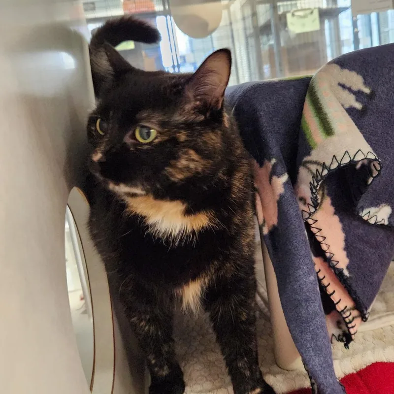 Sarafina thumbnail 3