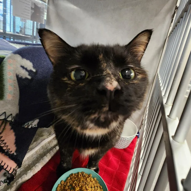 Sarafina thumbnail 4