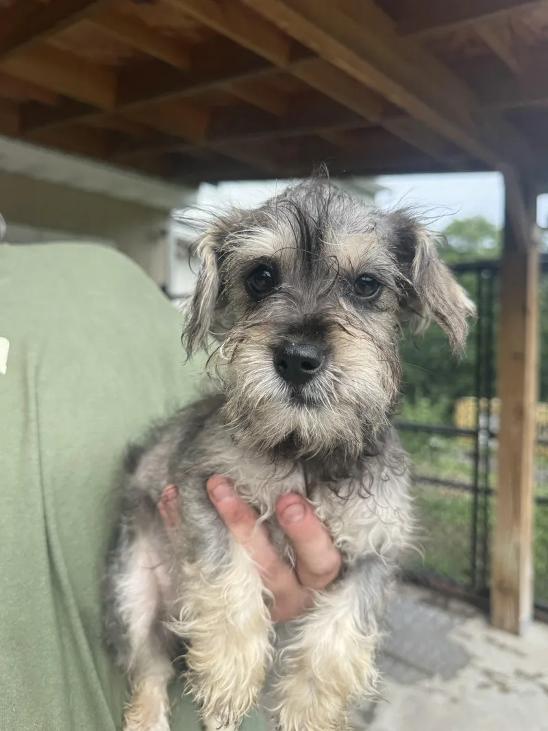A baby small-sized female Yellow / Tan / Blond / Fawn Schnauzer dog named Abby for adoption in Hamden, CT