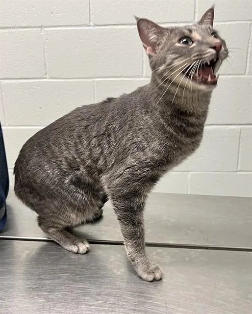 A young medium-sized male Domestic Short Hair cat named Casper for adoption in Augusta, GA