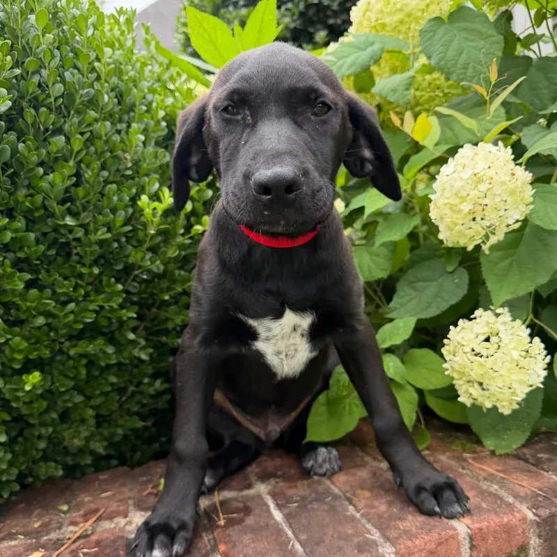 A baby medium-sized male Black Labrador Retriever dog named Joseph for adoption in Brownsboro, AL