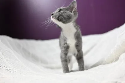 A baby medium-sized female Domestic Short Hair cat named Bowser for adoption in Savannah, GA