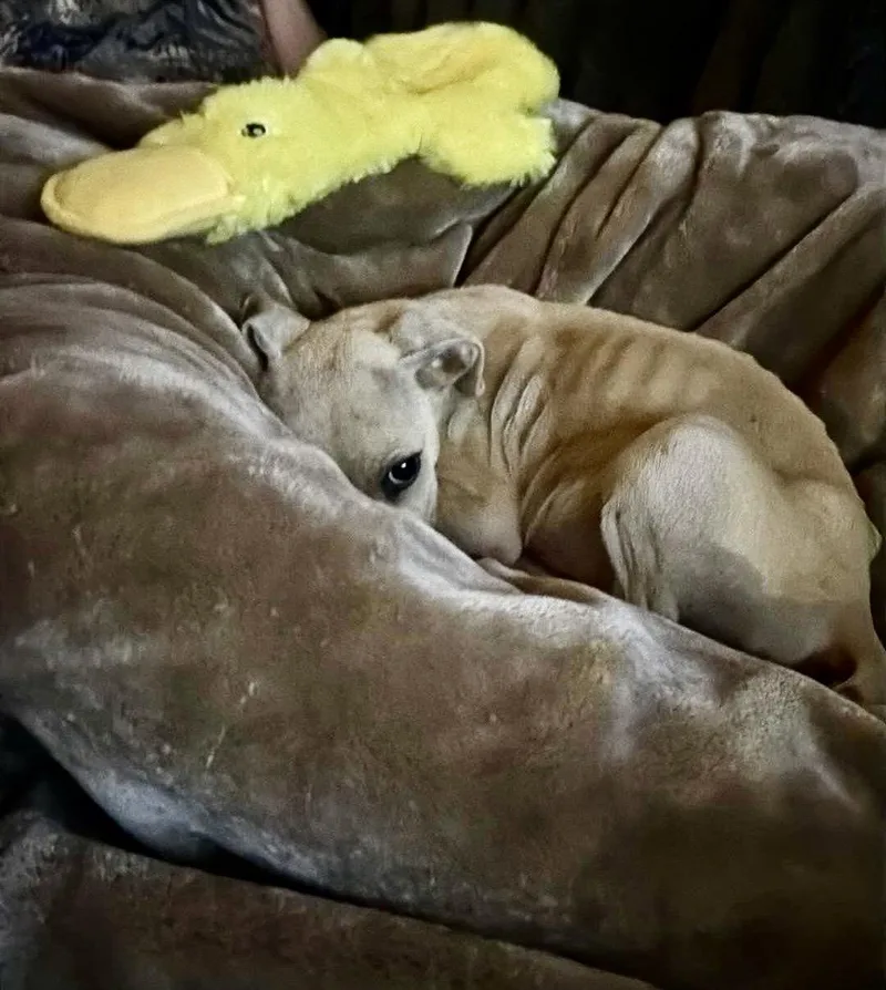A baby medium-sized male Black Mouth Cur dog named Scout for adoption in Holly Springs, NC