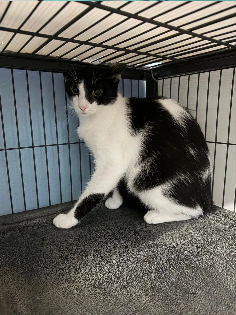 A young medium-sized male Domestic Short Hair cat named Johnny for adoption in Magnolia, TX