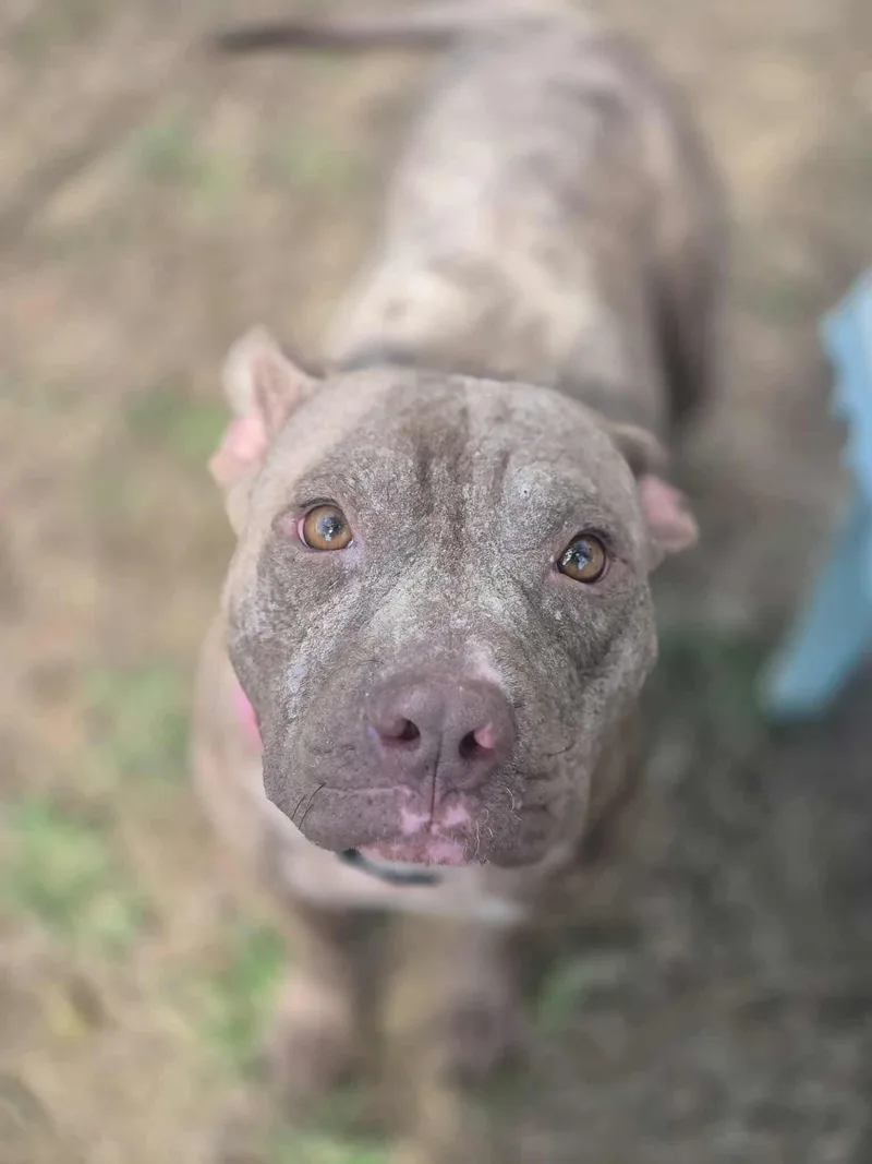 An adult medium-sized female Brown / Chocolate Pit Bull Terrier dog named Arabella for adoption in Dover, AR