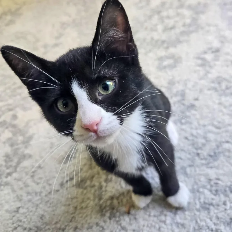 A baby small-sized female Black Domestic Short Hair cat named Willow for adoption in Bel Air, MD