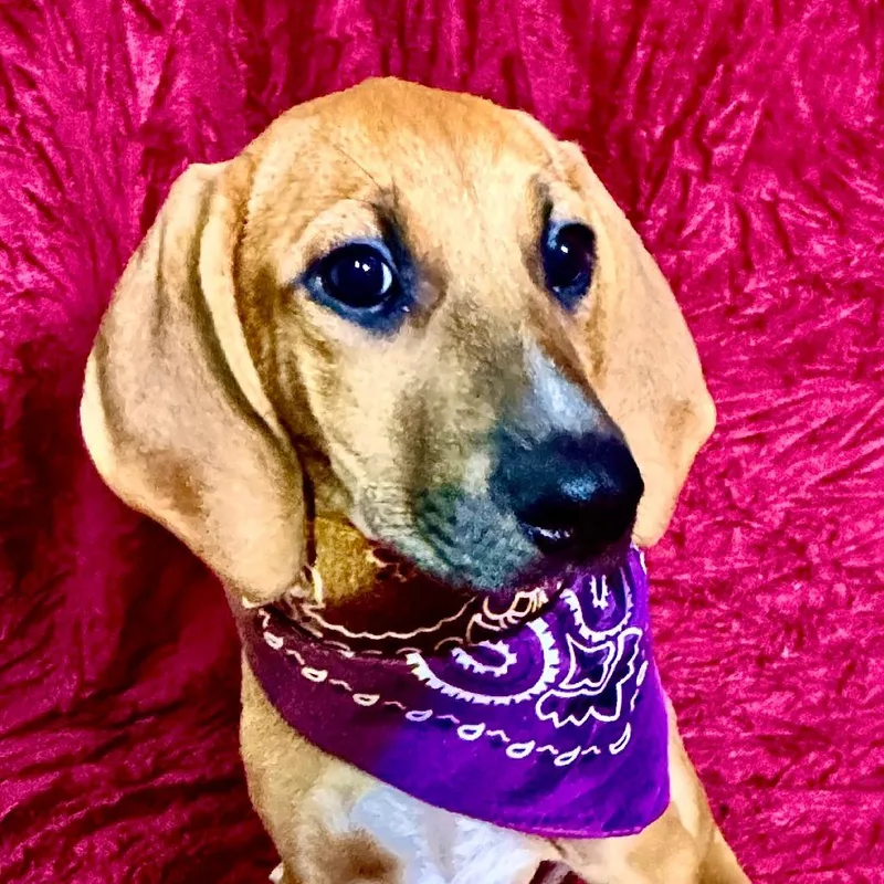 A baby small-sized female Hound dog named Dopey for adoption in Franklin, NC