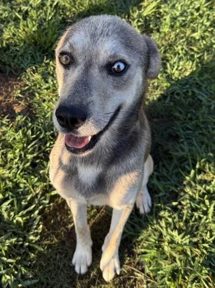 A baby medium-sized male Husky dog named Orion for adoption in Conway, SC