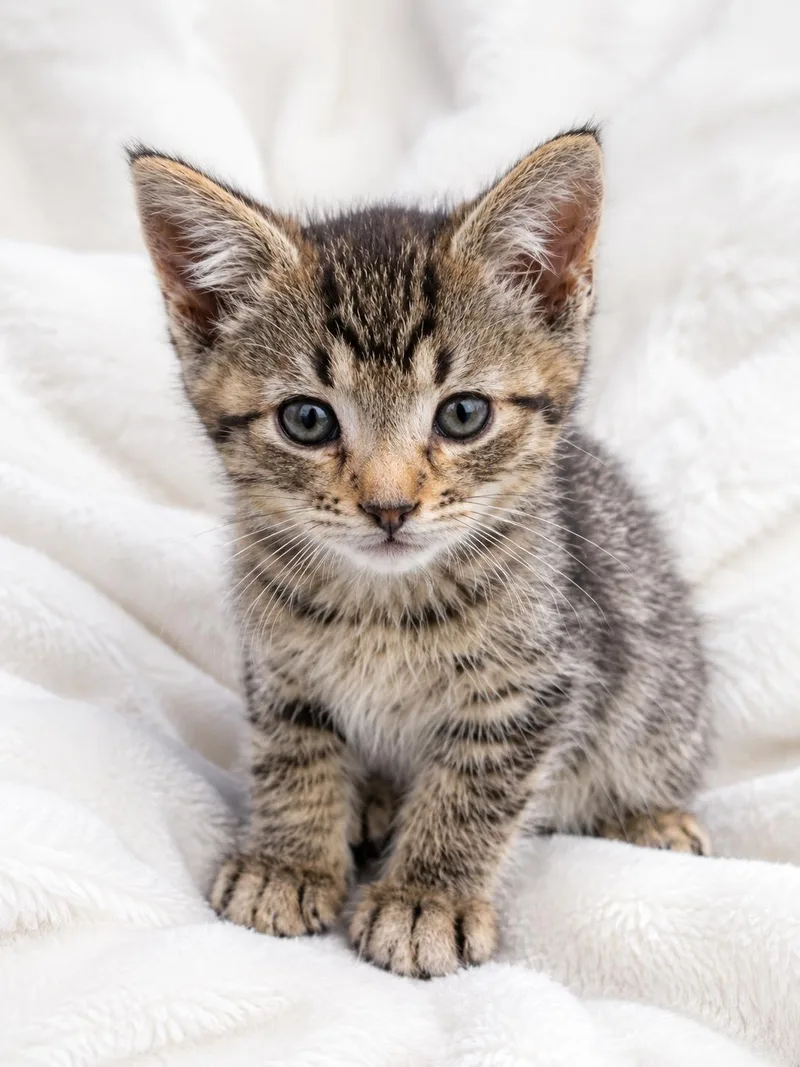 A baby medium-sized male Tabby (Brown / Chocolate) Domestic Short Hair cat named Java for adoption in Farmington, MN