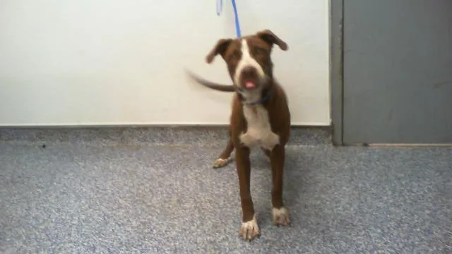 A baby medium-sized male Mixed Breed dog named Thomas for adoption in Charlotte, NC