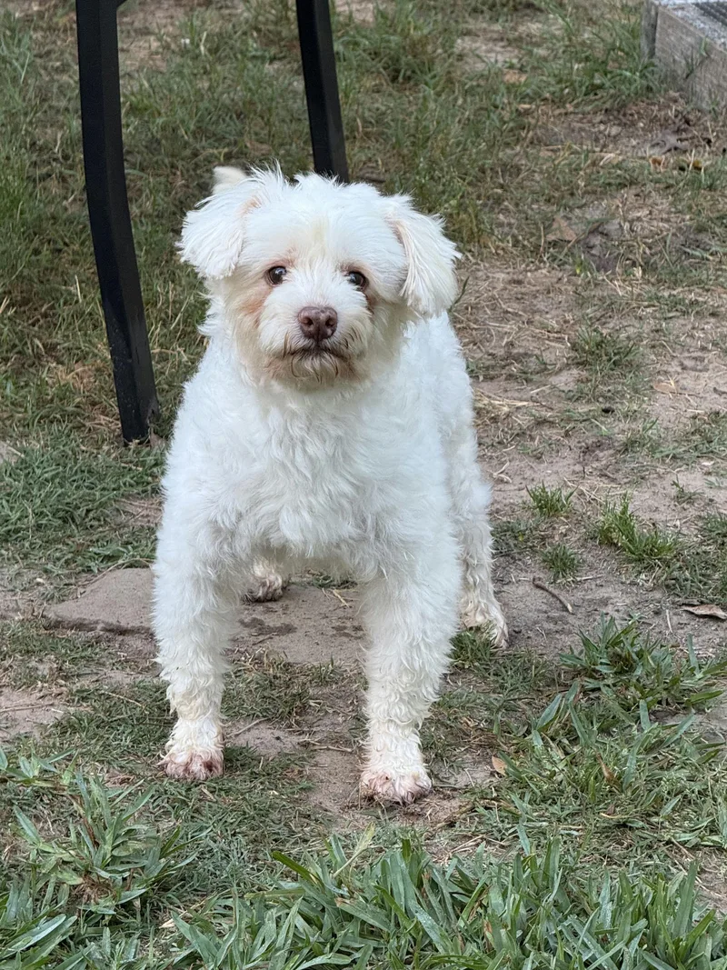 An adult small-sized male Maltese dog named Finley MacCool for adoption in Houston, TX