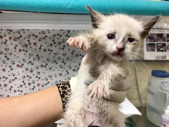 A baby small-sized male Domestic Short Hair cat named Thanksgiving for adoption in Riverside, CA