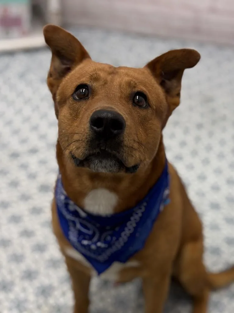 An adult medium-sized male Mixed Breed dog named Galapagos for adoption in Detroit, MI