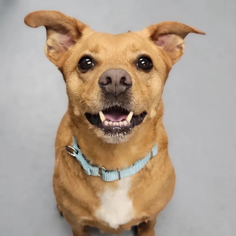 A senior medium-sized male Yellow / Tan / Blond / Fawn Mixed Breed dog named Sylas for adoption in Sarasota, FL