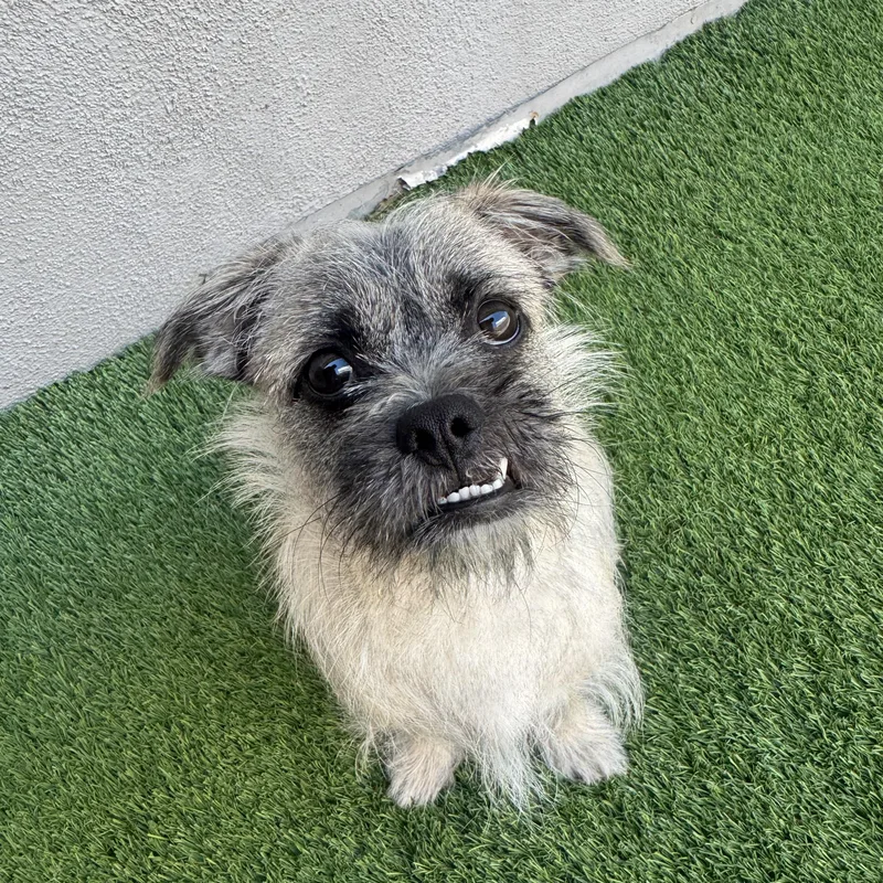 A baby medium-sized male Terrier dog named Wesley for adoption in Henderson, NV