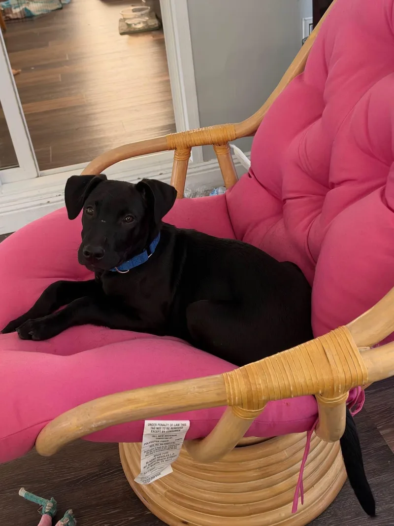 A baby medium-sized male Black Retriever dog named Miles for adoption in Pawleys Island, SC