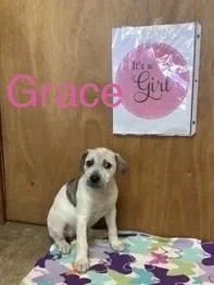Grace thumbnail 2