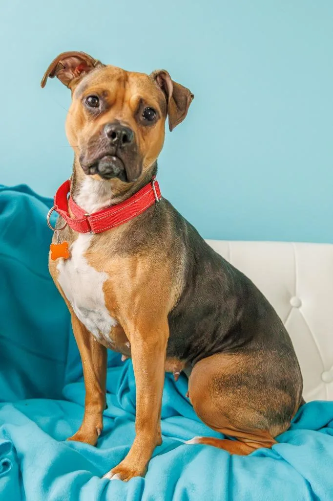 A young medium-sized female Beagle dog named Plum for adoption in Minneapolis, MN