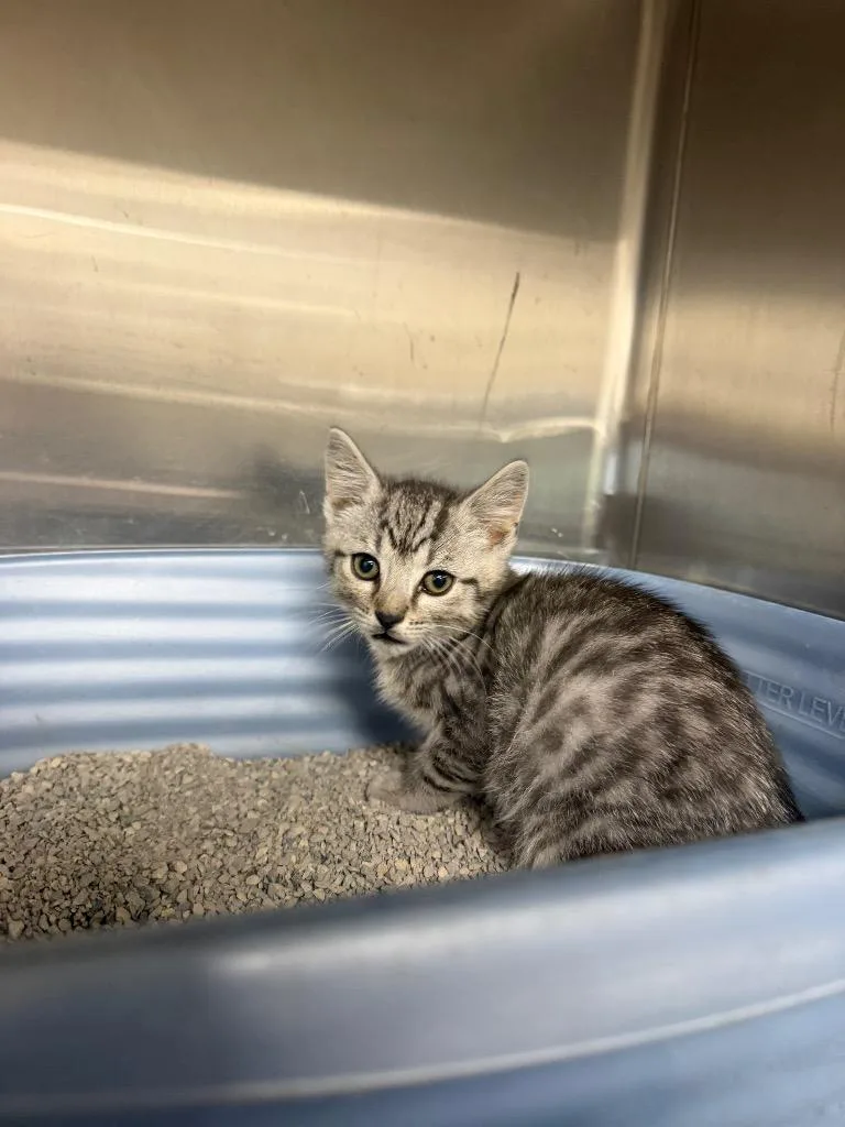 A baby small-sized male Domestic Short Hair cat named Bandit for adoption in Hopkinsville, KY