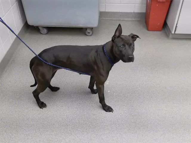 A young large-sized female Labrador Retriever dog named Romy for adoption in Omaha, NE
