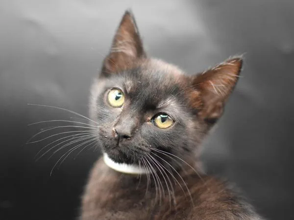 A baby small-sized female Domestic Short Hair cat named Helmet for adoption in Portland, OR