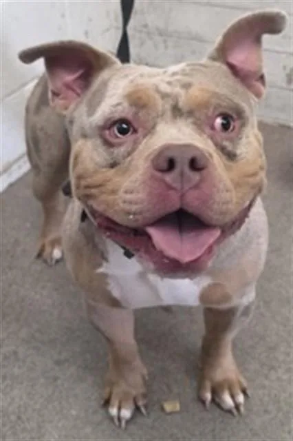A young small-sized male Pit Bull Terrier dog named Finn for adoption in San Bernardino, CA