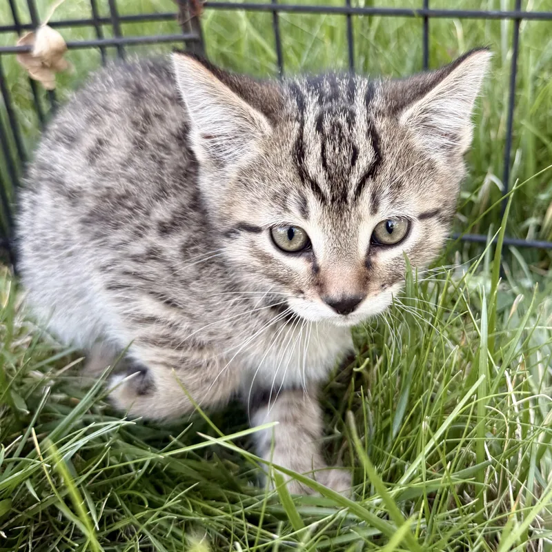 A baby medium-sized female Tabby (Gray / Blue / Silver) Domestic Short Hair cat named Sweets for adoption in Fort Collins, CO