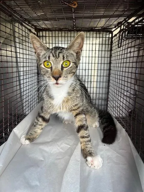 A young medium-sized male Domestic Short Hair cat named North for adoption in Miami, FL