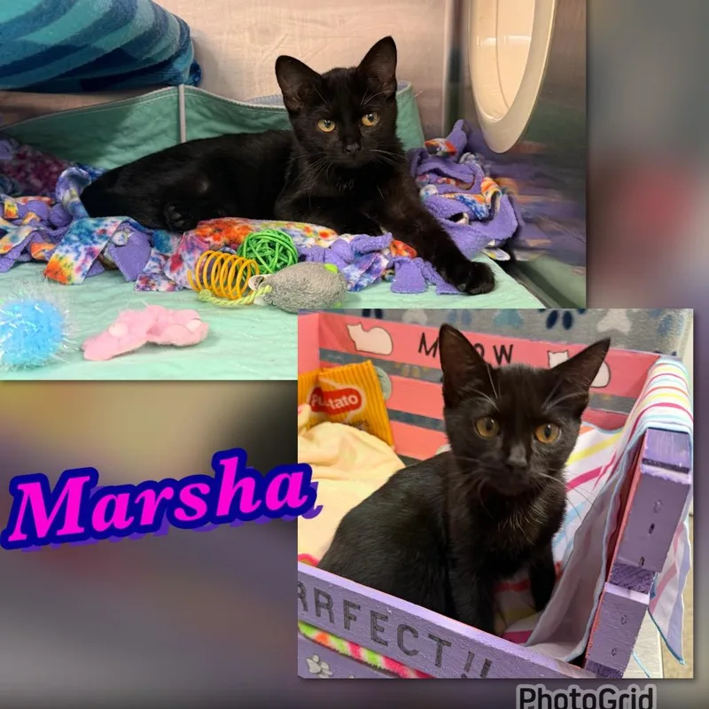A baby large-sized female Domestic Short Hair cat named Marsha for adoption in Blountville, TN