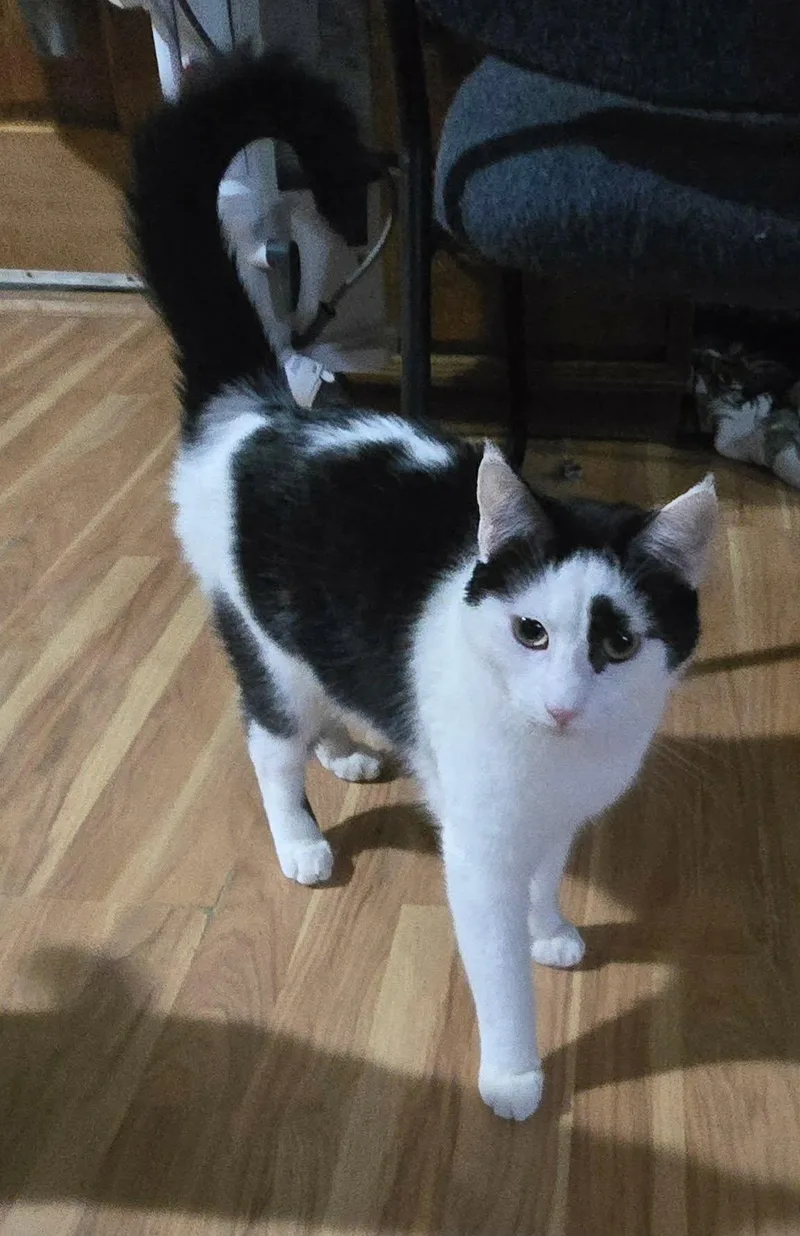 A young medium-sized male Black & White / Tuxedo Domestic Short Hair cat named Dutch for adoption in Harrisburg, PA
