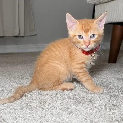 Garfield thumbnail 4