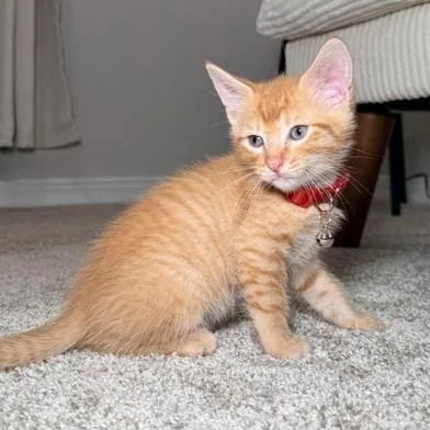 Garfield thumbnail 5