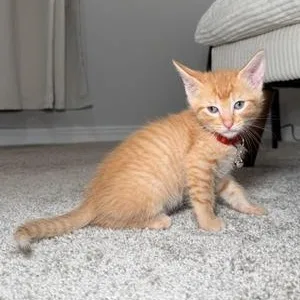 Garfield thumbnail 6