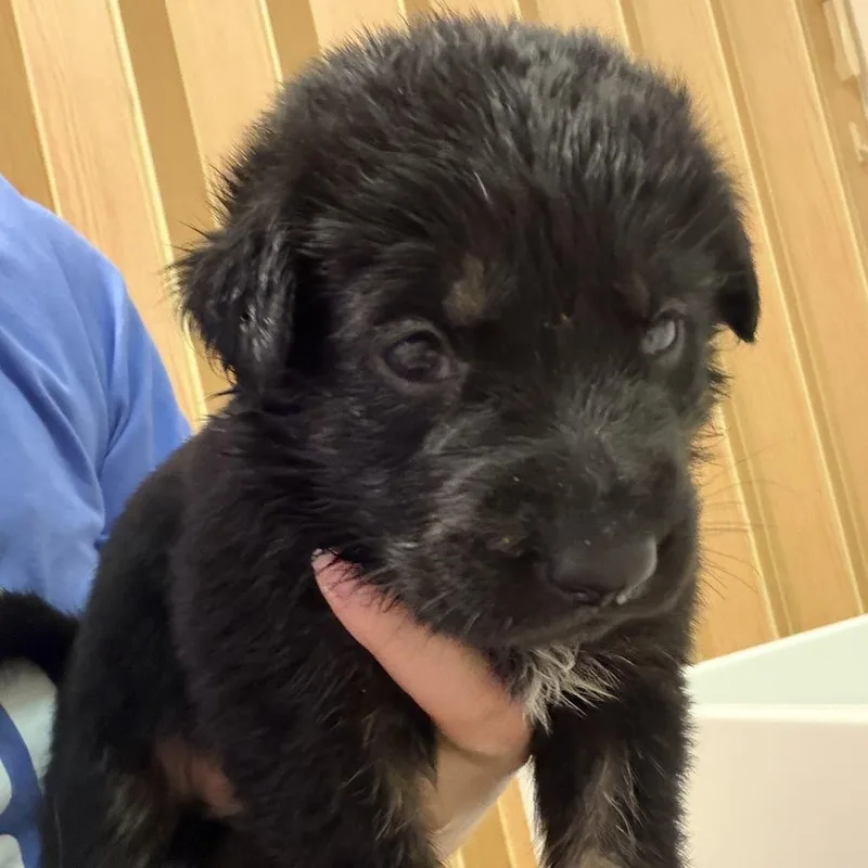 A baby small-sized male Black German Shepherd Dog dog named Hubble for adoption in Austin, TX