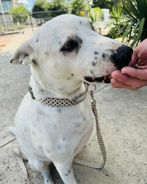 An adult medium-sized male White / Cream Terrier dog named Pongo  MD for adoption in Vernon, CT