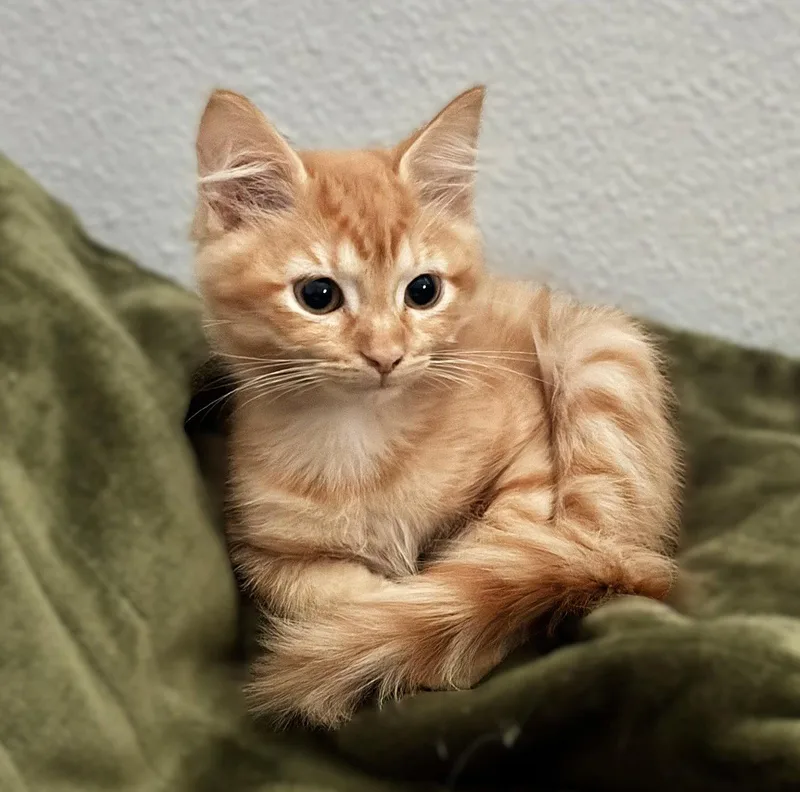 A baby medium-sized male Domestic Medium Hair cat named Ares for adoption in Fort Myers, FL