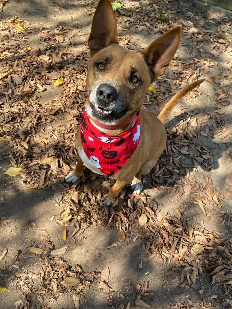 A young medium-sized male Mixed Breed dog named Ping for adoption in Denison, TX
