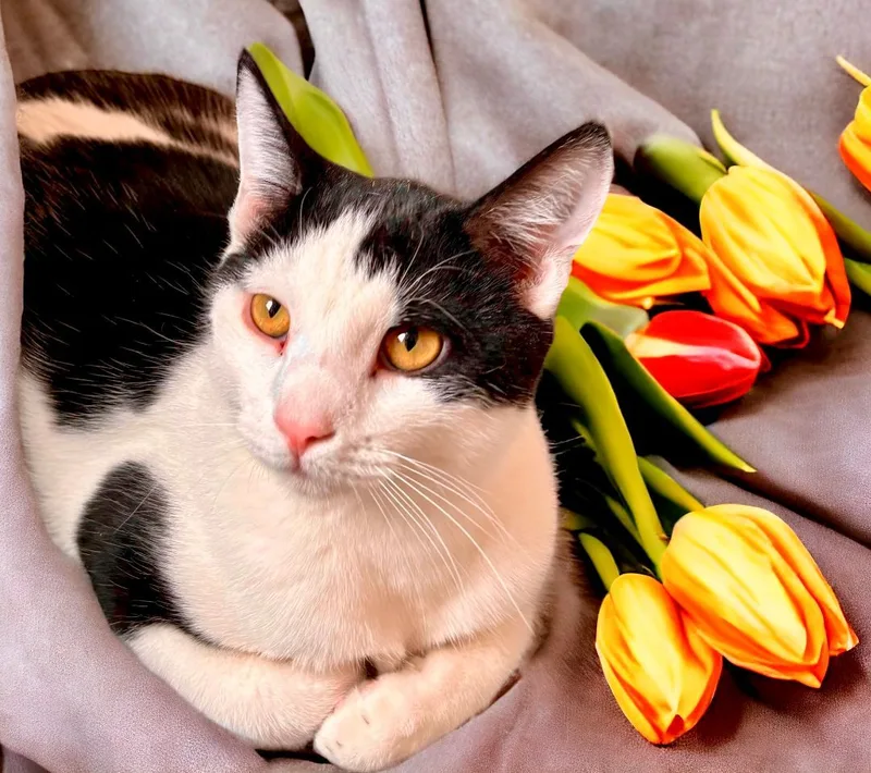 A young medium-sized male Black & White / Tuxedo Domestic Short Hair cat named Maui for adoption in Perry, IA