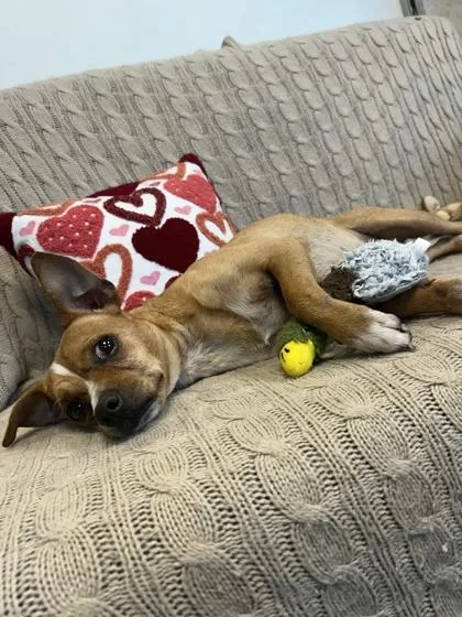 An adult small-sized male Mixed Breed dog named Rex for adoption in Memphis, TN
