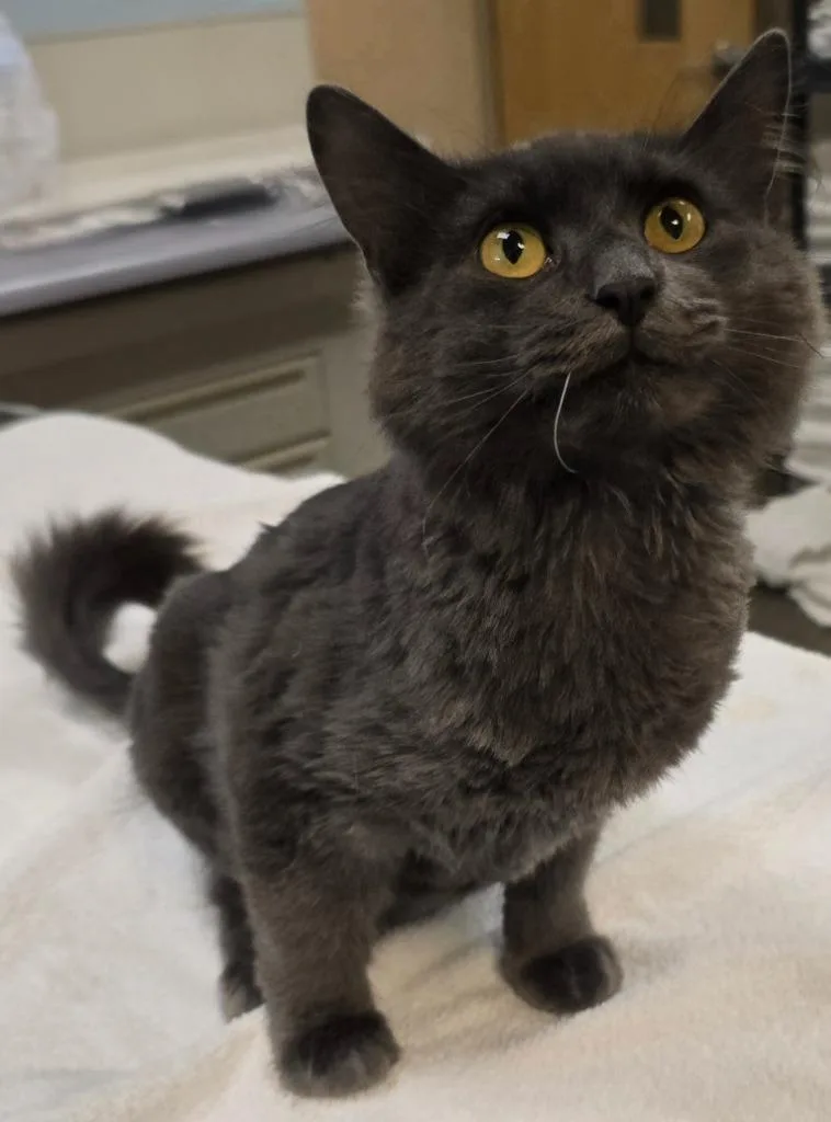 A young small-sized male Domestic Long Hair cat named Flint for adoption in Murphysboro, IL