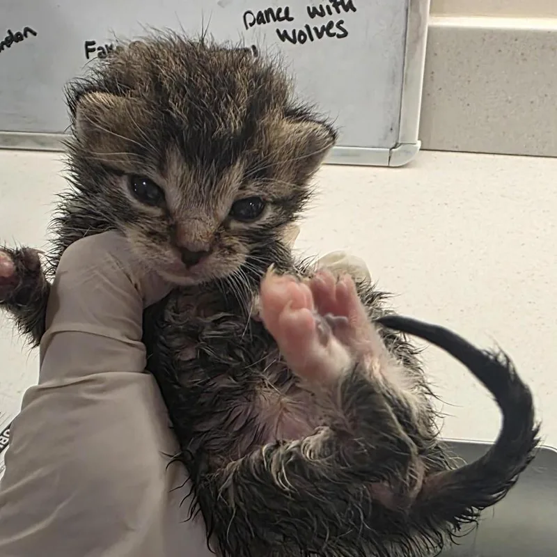 A baby small-sized male Brown / Chocolate Domestic Short Hair cat named Corbin for adoption in Jacksonville, FL