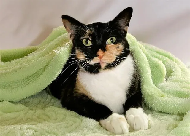 An adult medium-sized female Domestic Short Hair cat named Lola for adoption in Fort Lauderdale, FL