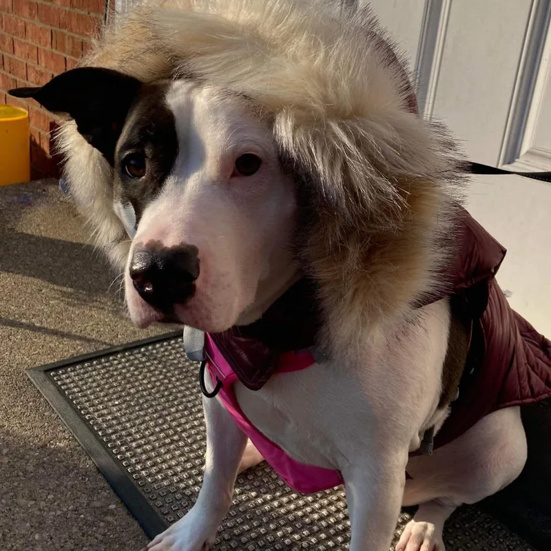 An adult large-sized female White / Cream Pit Bull Terrier dog named Xena for adoption in Melbourne, KY