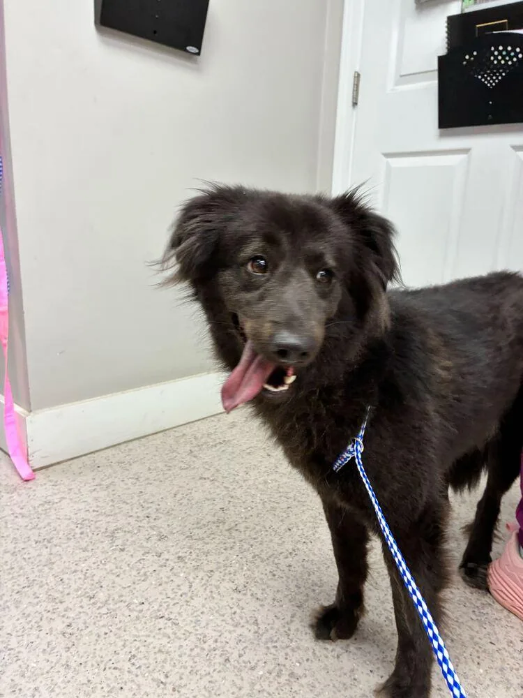 A young large-sized female Black Australian Shepherd dog named Gilly for adoption in Marietta, GA