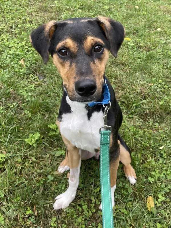 A young medium-sized male Beagle dog named Morty for adoption in Oakland, NJ