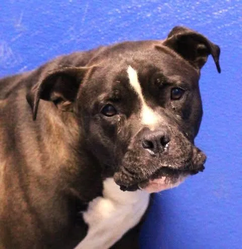 An adult medium-sized female Brindle Boxer dog named 26-01563 for adoption in Fredericksburg, VA