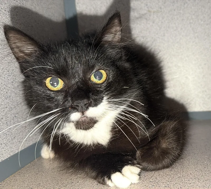 A young large-sized female Black & White / Tuxedo Domestic Short Hair cat named Angela for adoption in Hudson, NY
