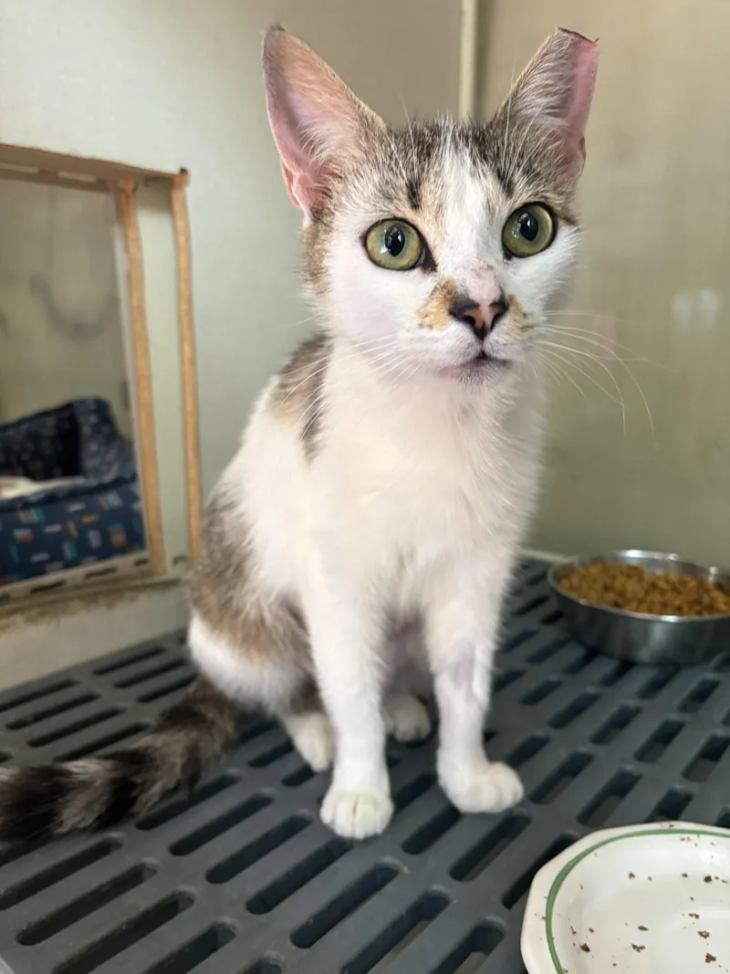 An adult medium-sized female Domestic Short Hair cat named Angelica for adoption in Yardley, PA